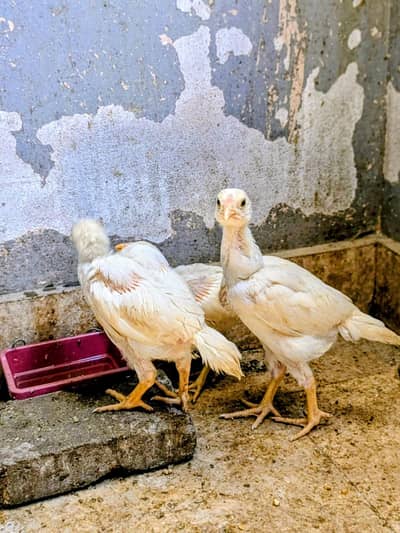Aseel Heera chicks
