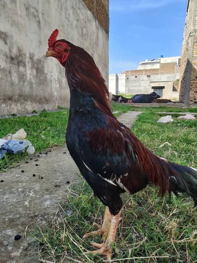 lakha Aseel murga for sale