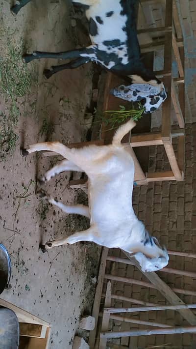 piuer dasi  khasi 2 bakray