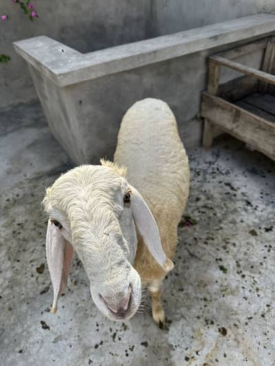 Yeh Duba Hai . . 2 . . Danka Gurbani Lagta Hai Yeh