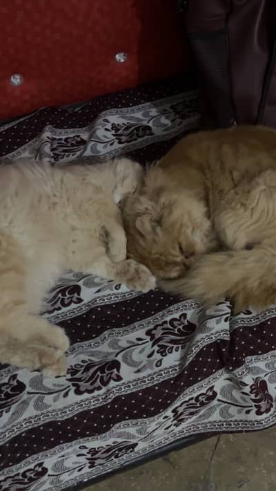 Persian Cat pair