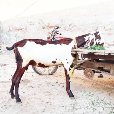 pure beetal First timer 3 month 15 din ki pregnant hai