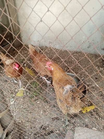 anday deny wali murgyan bht e km price m . egg laying hens available
