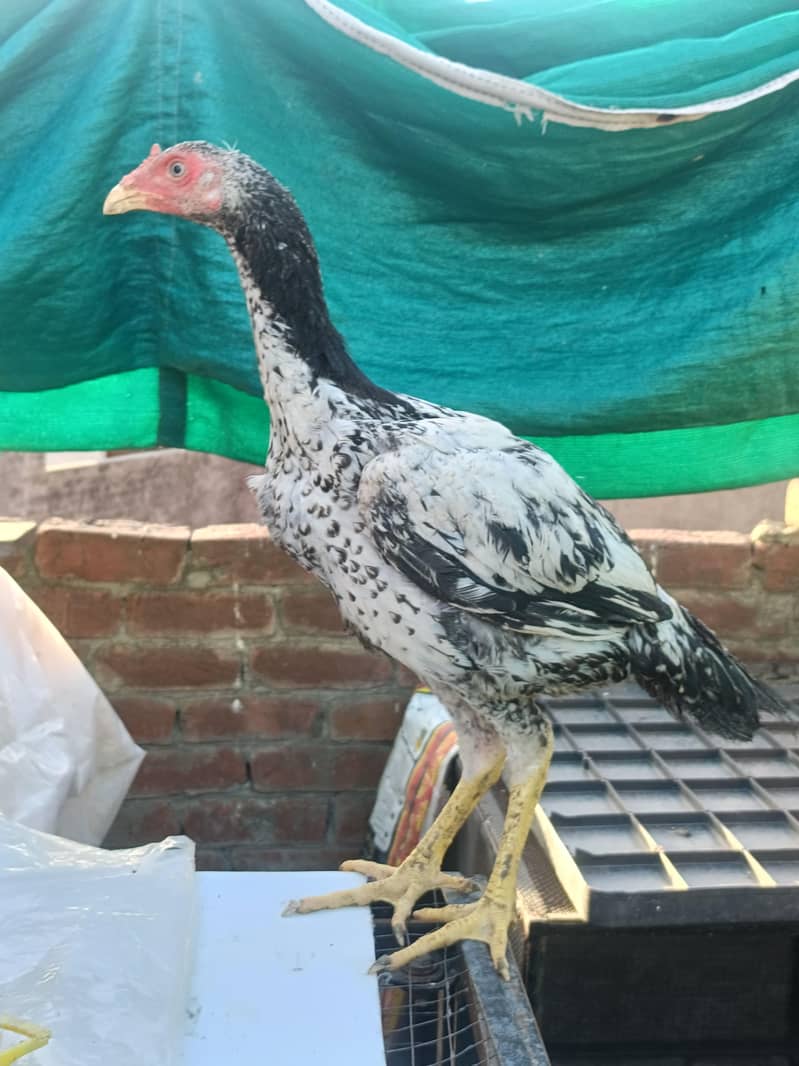 Aseel Heera cross Java pathy 0