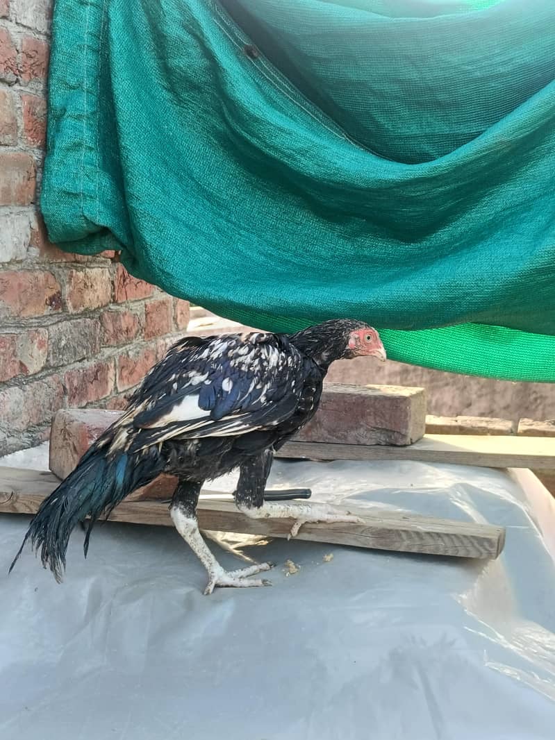 Aseel Heera cross Java pathy 1