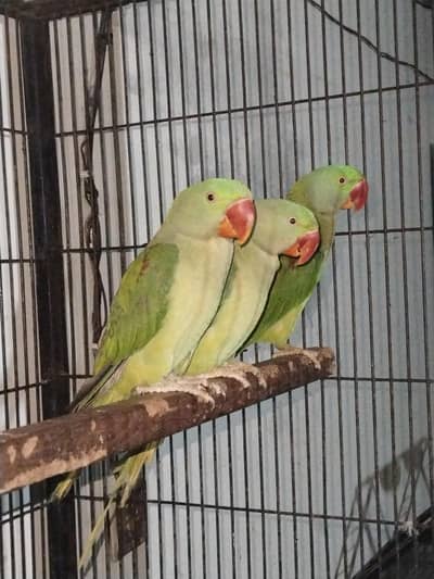 Raw pathy 15000 pr piece