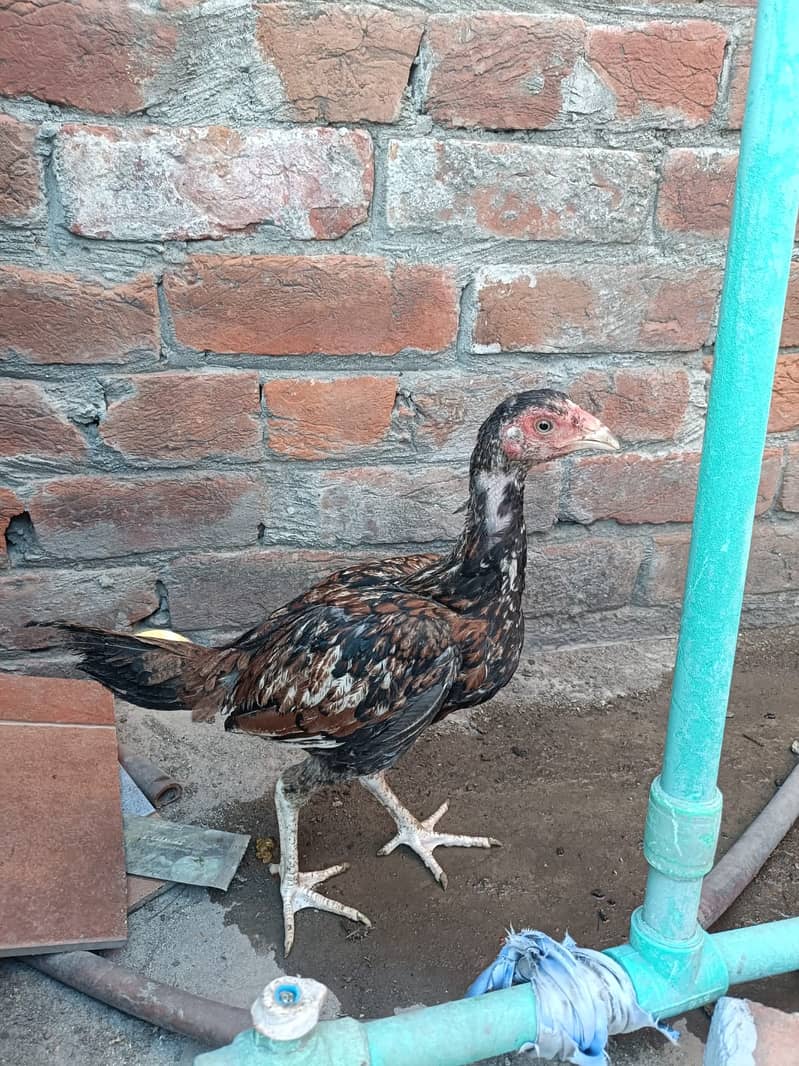 Aseel Heera cross Java pathy 2