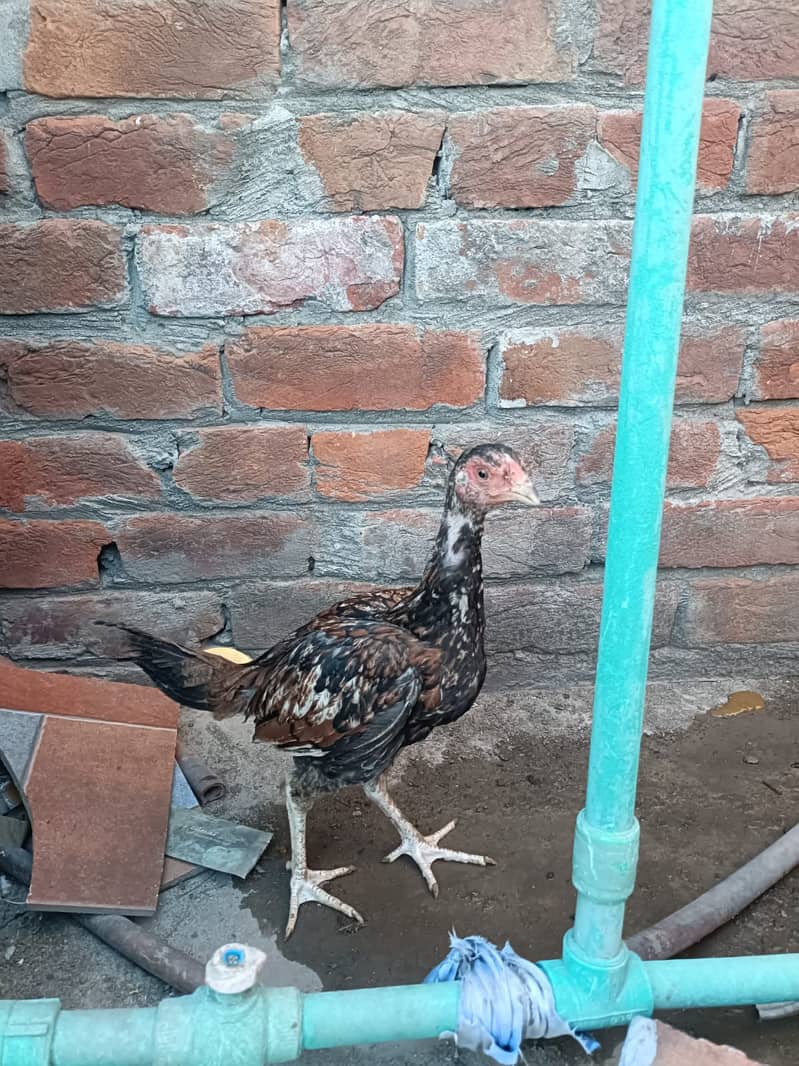 Aseel Heera cross Java pathy 3