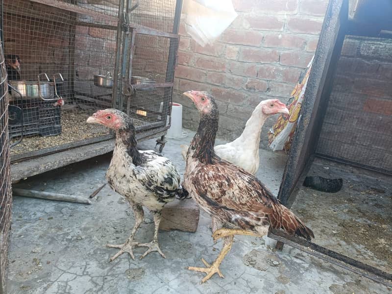 Aseel Heera cross Java pathy 4