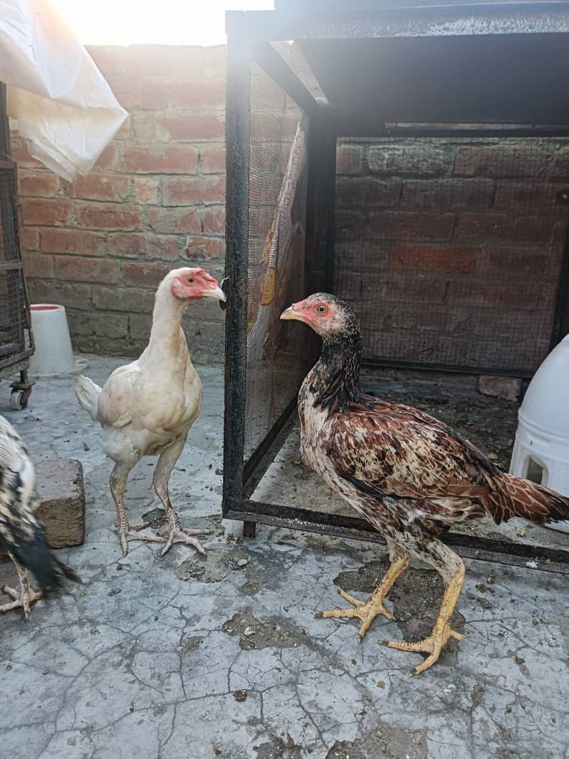 Aseel Heera cross Java pathy 5