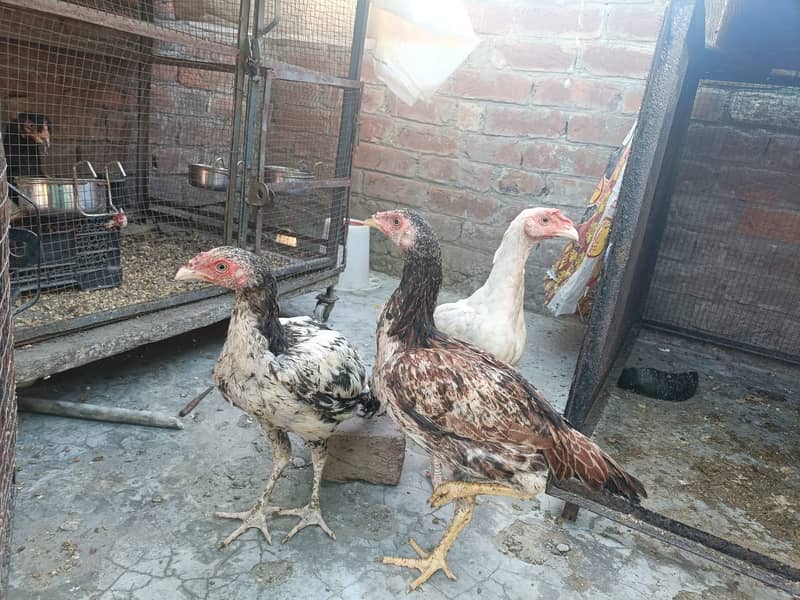 Aseel Heera cross Java pathy 6