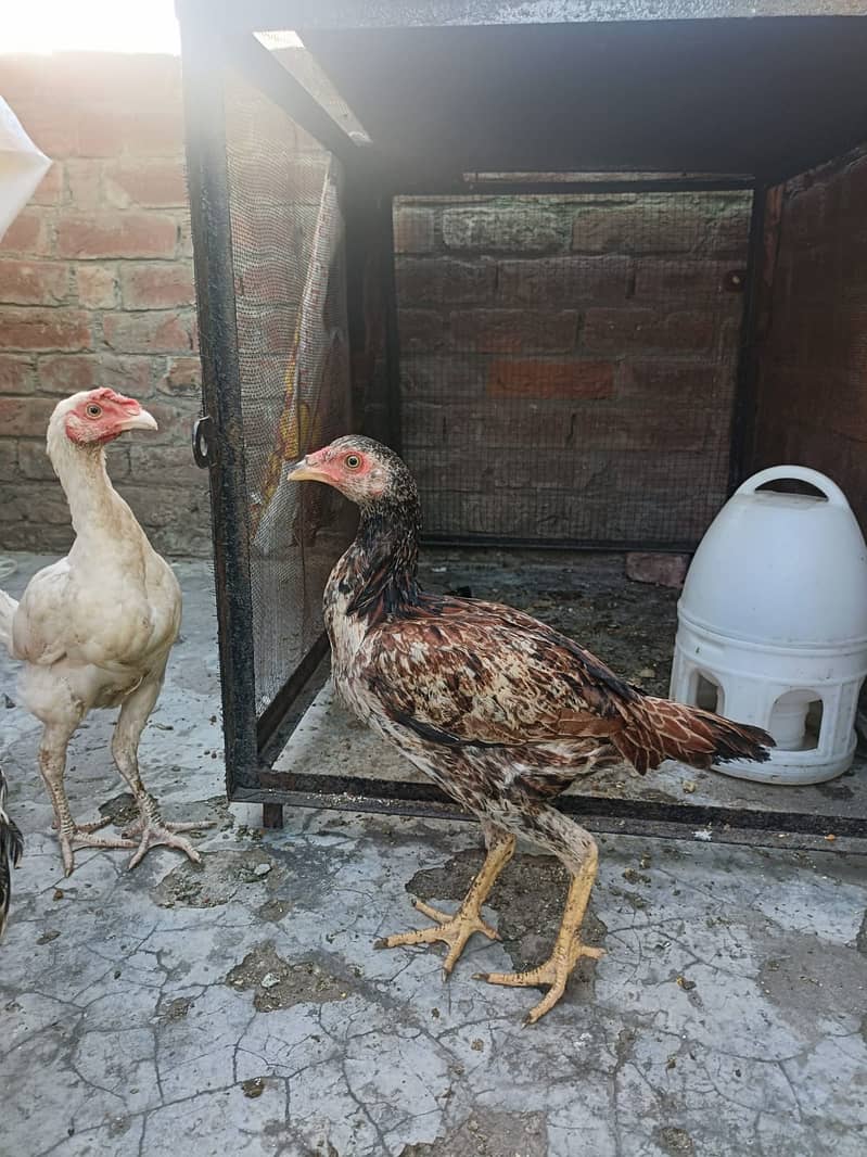 Aseel Heera cross Java pathy 7