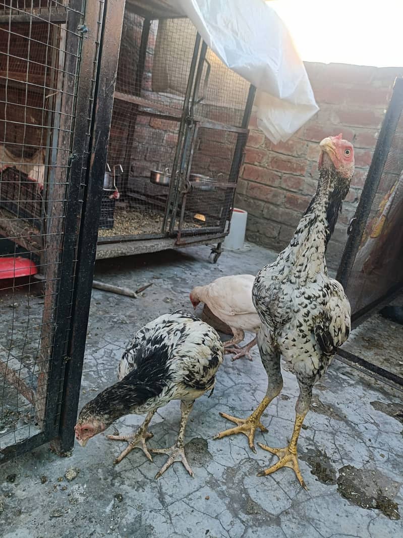 Aseel Heera cross Java pathy 8