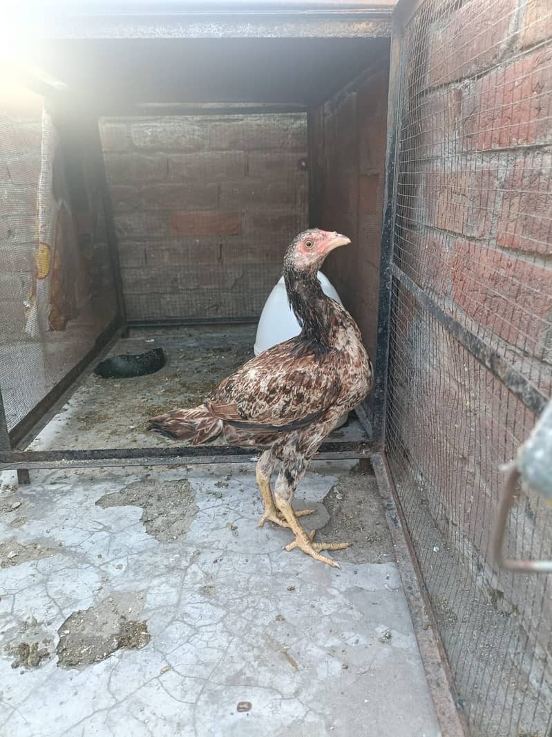 Aseel Heera cross Java pathy 9