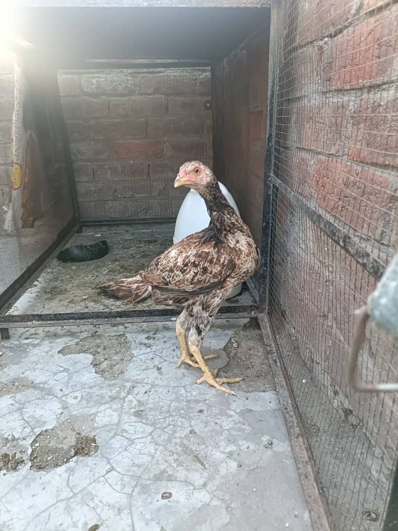 Aseel Heera cross Java pathy 10