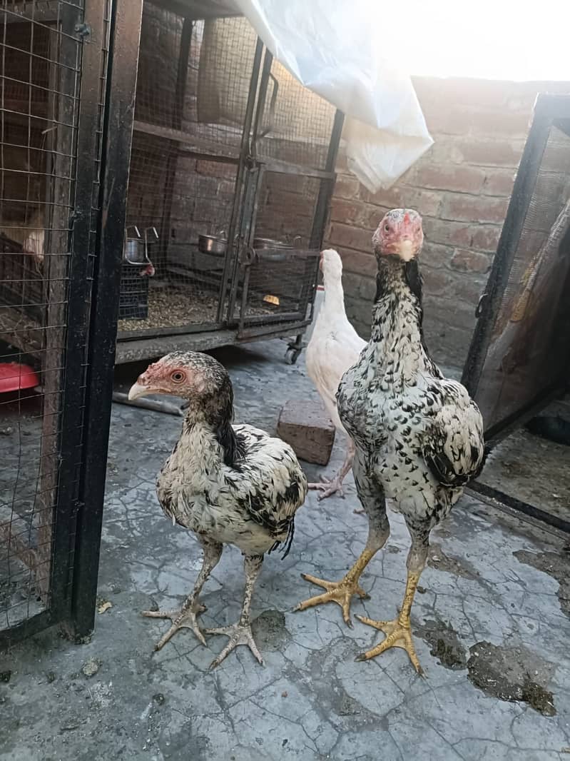 Aseel Heera cross Java pathy 11