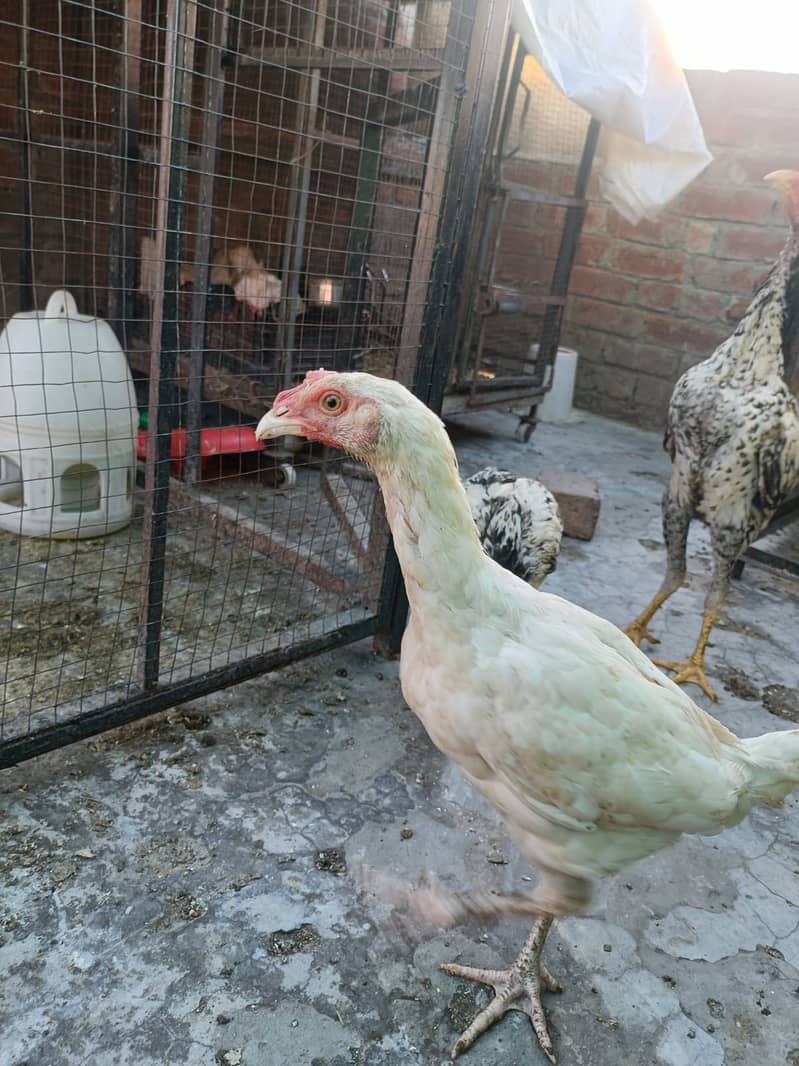 Aseel Heera cross Java pathy 12