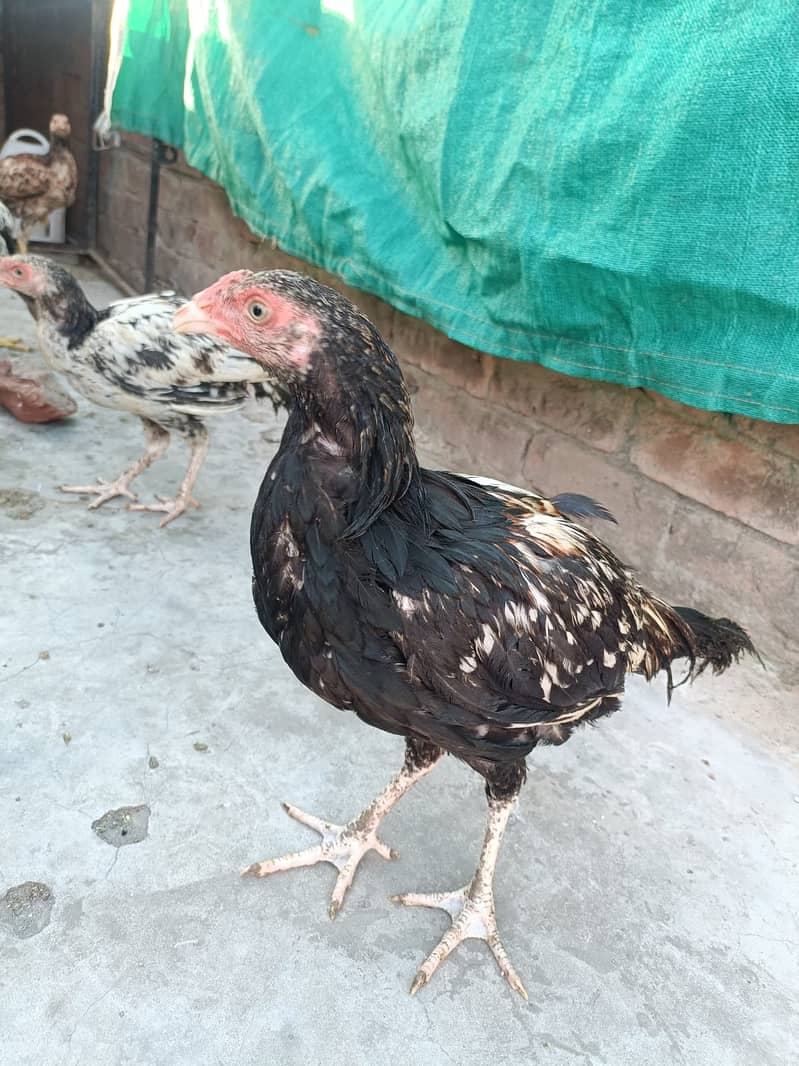 Aseel Heera cross Java pathy 13