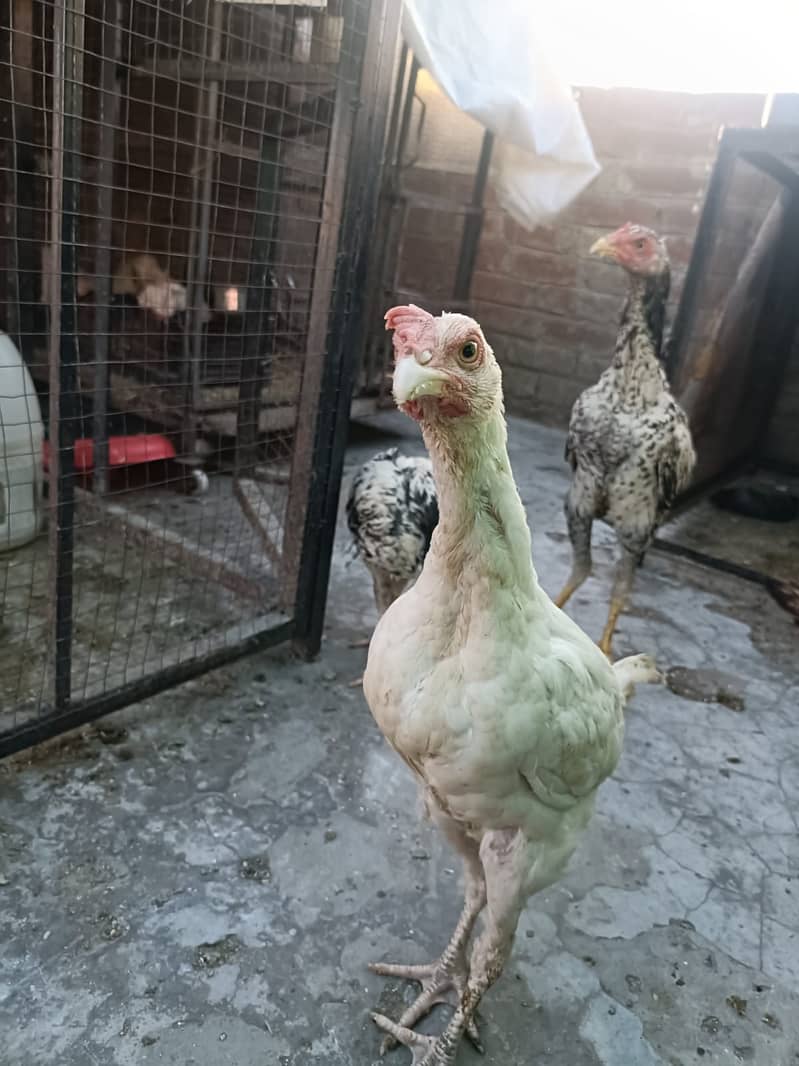 Aseel Heera cross Java pathy 14