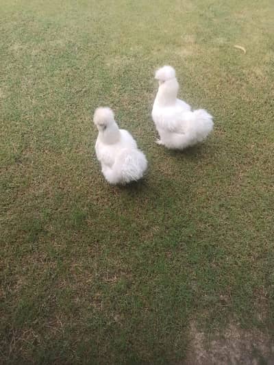 Silkie chickens pair