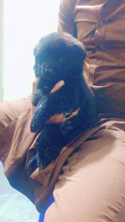 Black German and black and tan pups