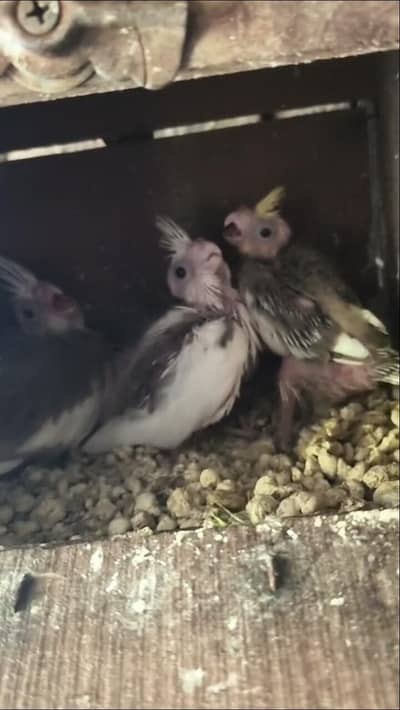 cocktail baby for sale one piece price 1500 1200 one piece price