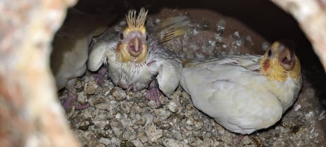 Common white red eye cocktail chick baby for hand tame