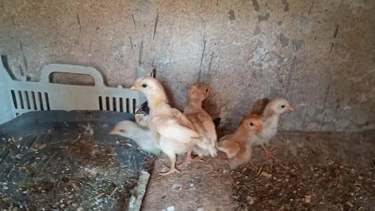 Aseel Chicks Available for sale