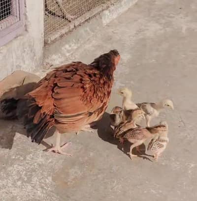 aseel hen with 6 chick's