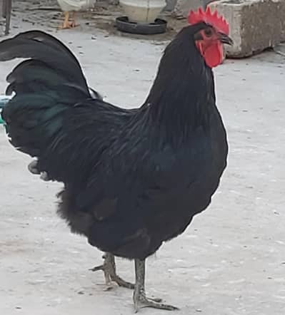 Australorp Haretage