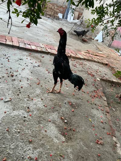 shamoo full size pair