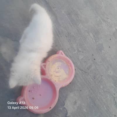 Persian white  male kitten for cat lover very beautiful gift