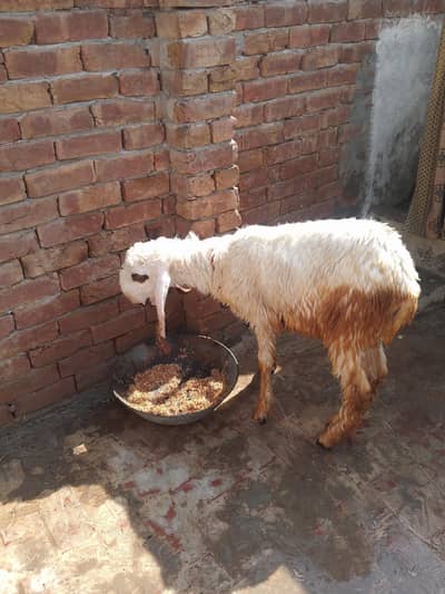 best kajla ready for qurbani
