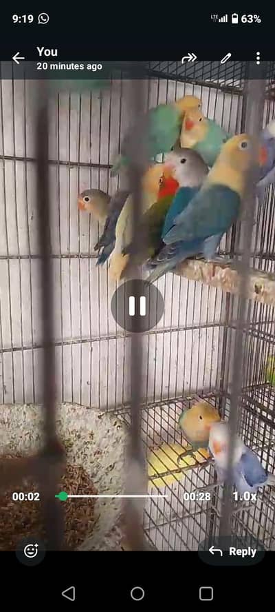 love birds breeder pair