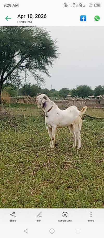 Rajanpori Bakra for qurbani