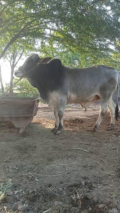 bull for sale