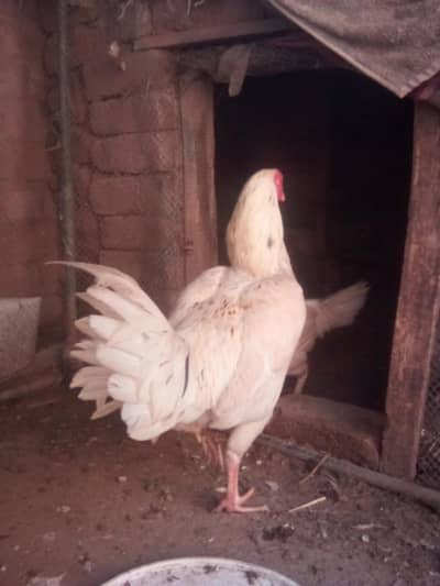 morga +morgi +7checks  for sell phone no03409584725