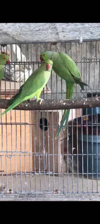 Green parrots for sale