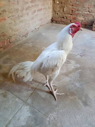 Quality Aseel Heera  Pattha