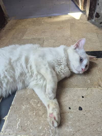 parshian pair Jo interested Hai wo message kare only