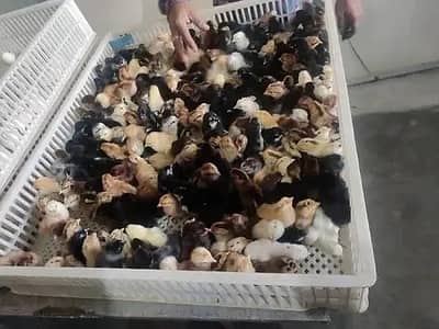 golden misri chicks | desi chicks | misri chicks | day old chicks