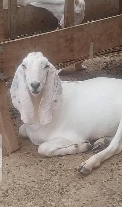 Pure Rajanpuri goats