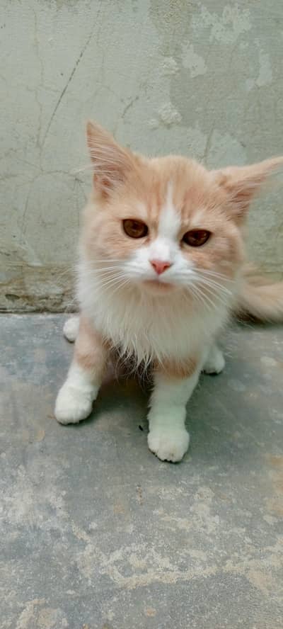 lovely and trans kitten