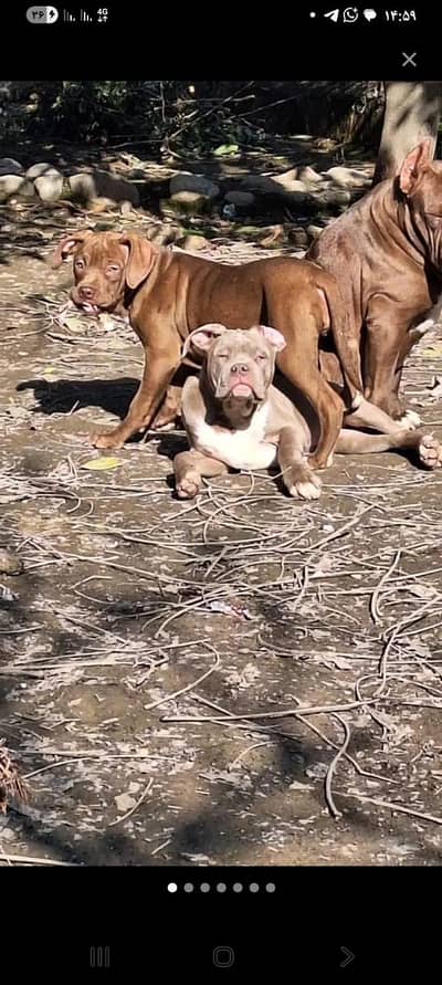 American Pit Bull Terrier/American Bully/Pitbull Dog/Bully Dog For Sal