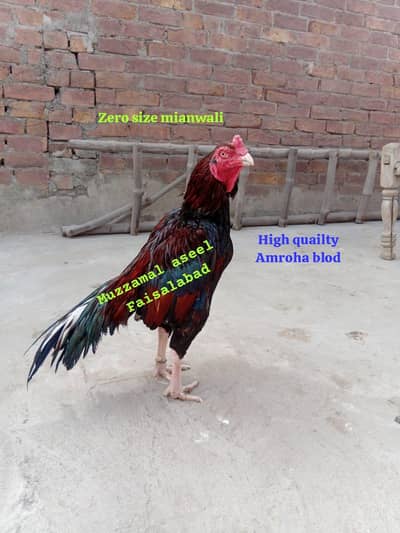 All birds for sale All oky active alag alag  prices  0306-95-60/536