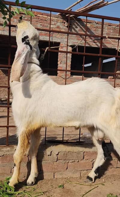 Rajan puri bakra /male/ goat/bakra/bakri