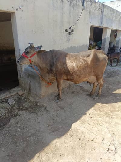 tazi soi cow 7 din ki sath female vache dod 14 liter hazir moqa py