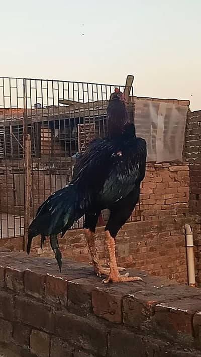 aseel Thi vait mushka ptha