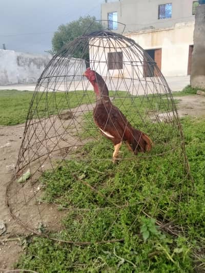 whatsapp 03340954150