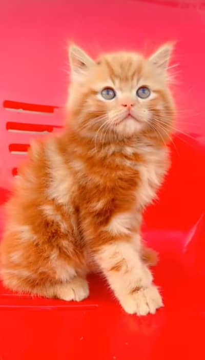 pure Persian kitten aur vaccinated triple long coted and littler trend
